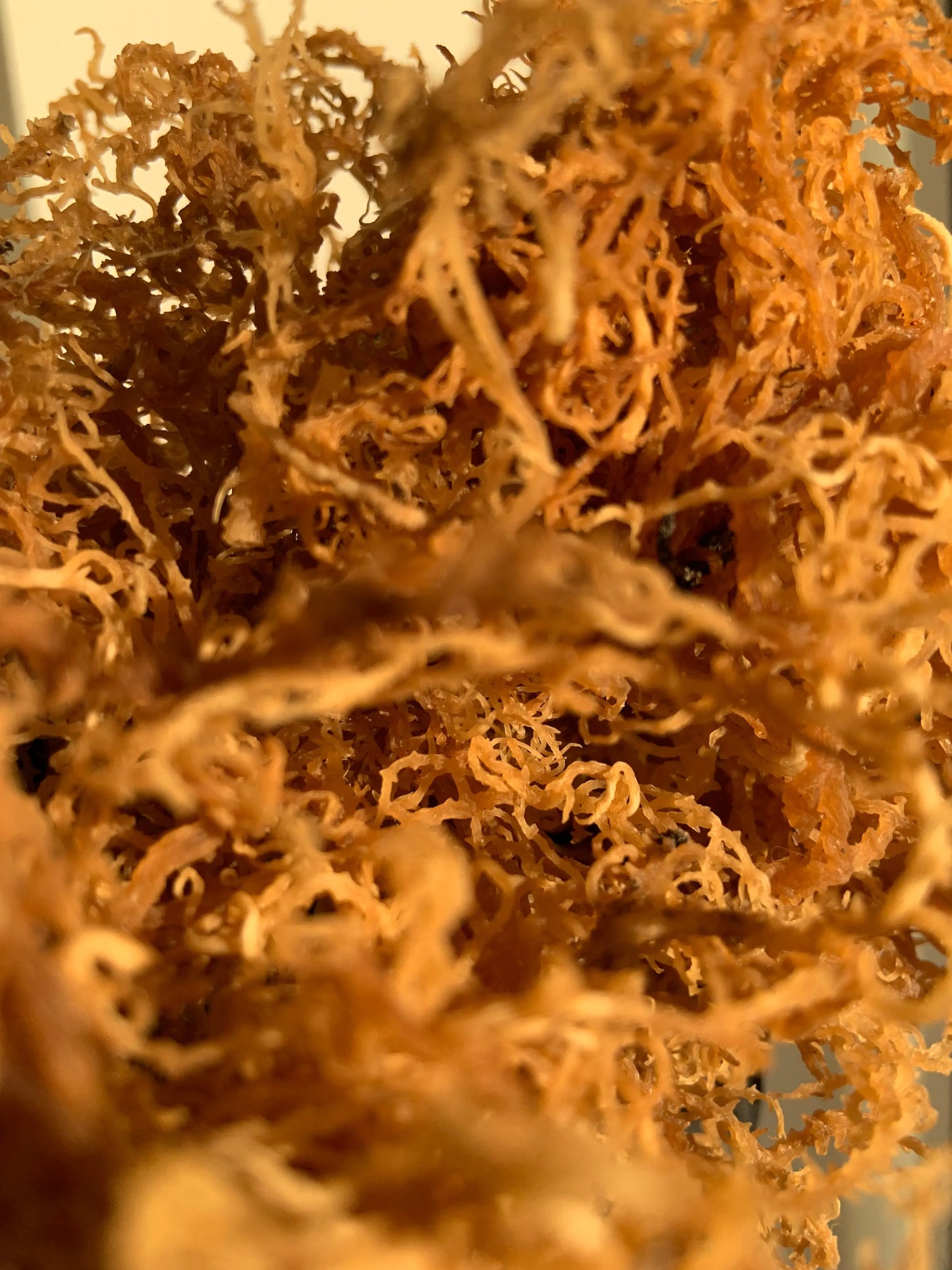 Organic Wildcrafted Sea Moss Organic Sea Moss Lavia Health  Lavia Health